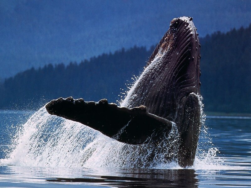 Humpback whale breaching