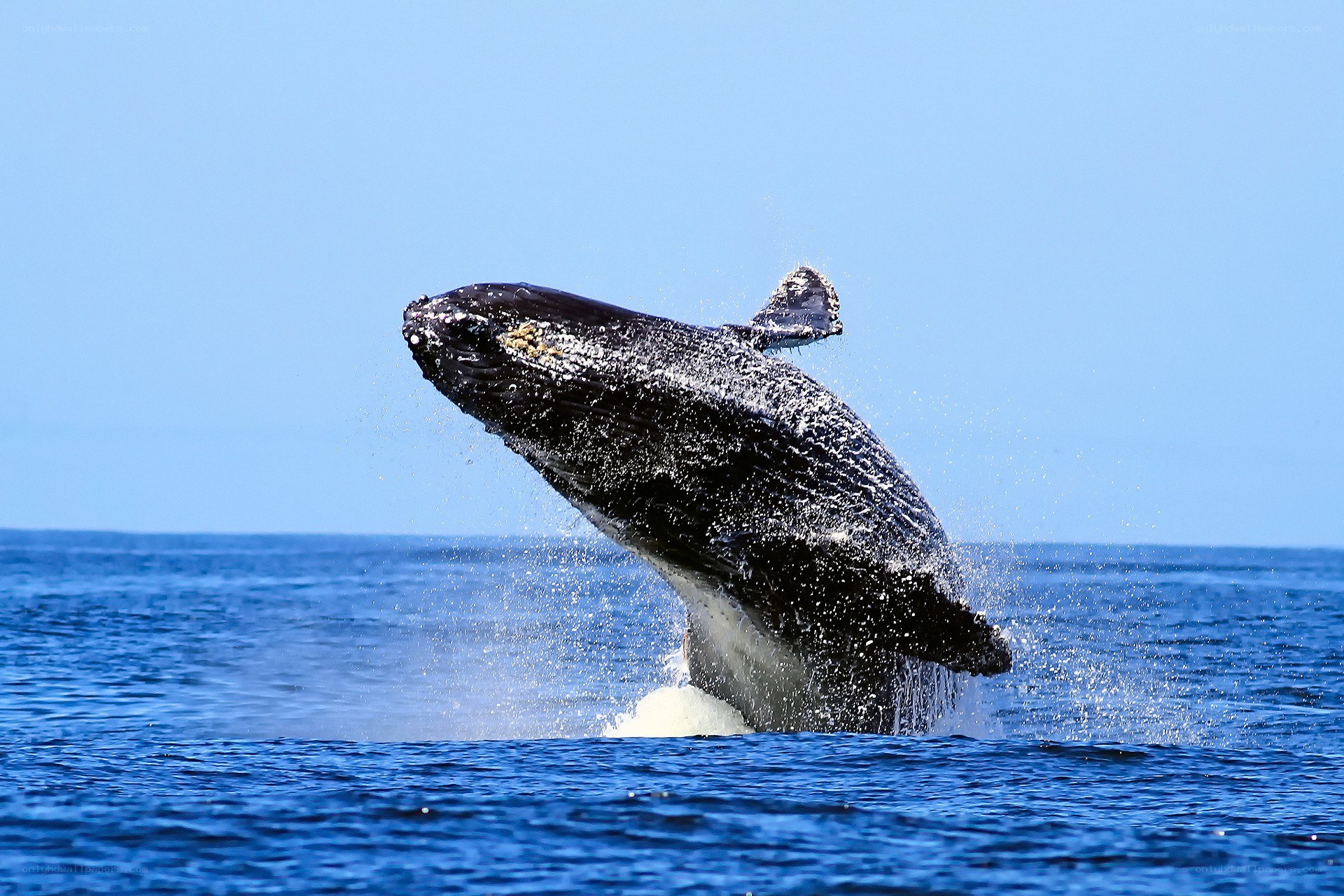Humpback whale breaching