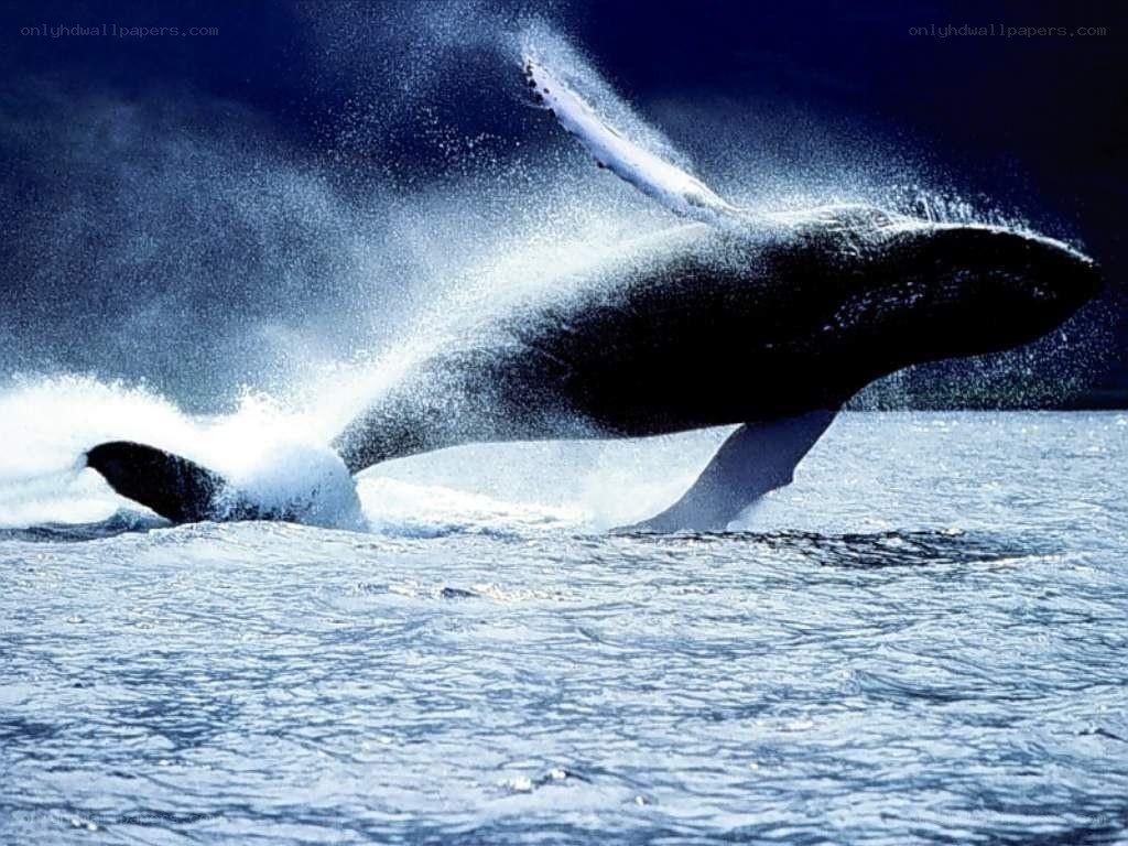 Humpback whale breaching