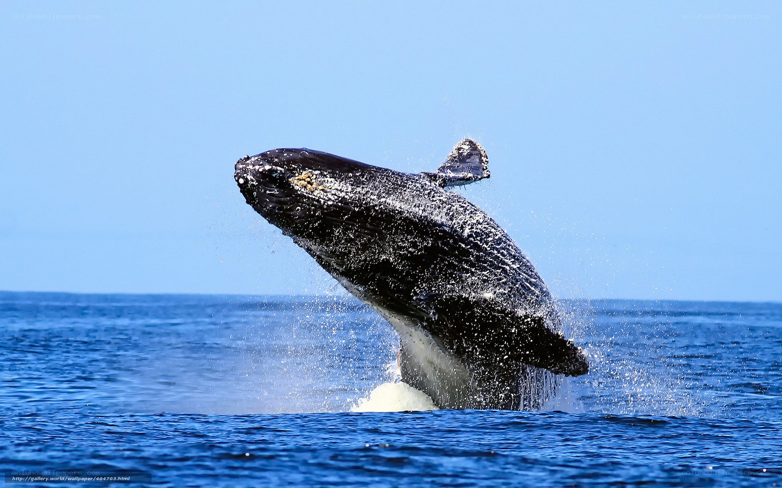 Humpback whale breaching