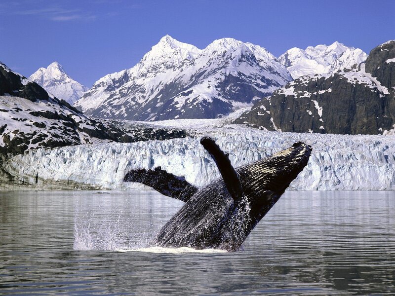 Humpback Whale Breaching — Blue, Dramatic, Afternoon, Photograph, Glacier