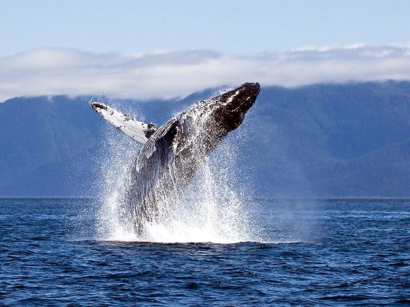 Humpback Whale Breaching — Blue, Dramatic, Afternoon, Photograph, Ocean, Mountains, Sky, White