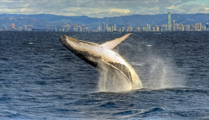 Humpback Whale Breaching — Blue, Dramatic, Afternoon, Photograph, Ocean