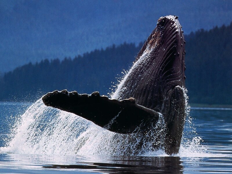 Humpback Whale Breaching — Blue, Dramatic, Afternoon, Photograph, Ocean, Trees