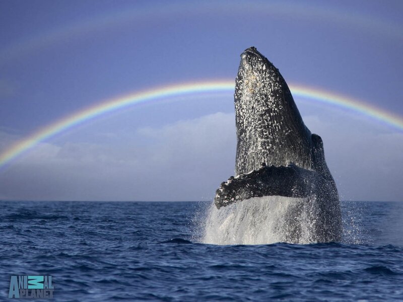 Humpback Whale Breaching — Blue, Dramatic, Afternoon, Photograph, Rainbow