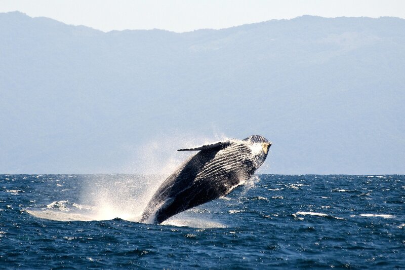 Humpback Whale Breaching — Blue, Dramatic, Afternoon, Photograph