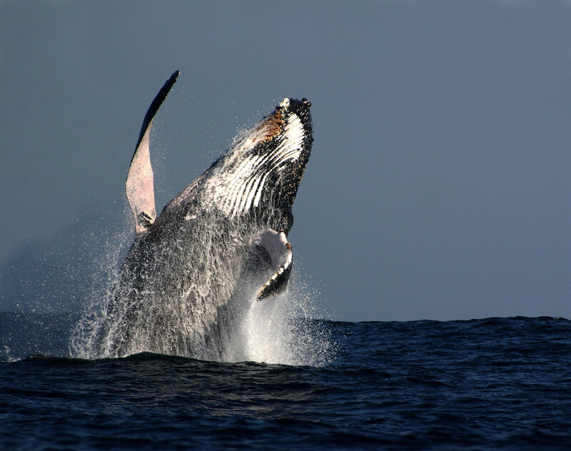Humpback Whale Breaching — Blue, Dramatic, Afternoon