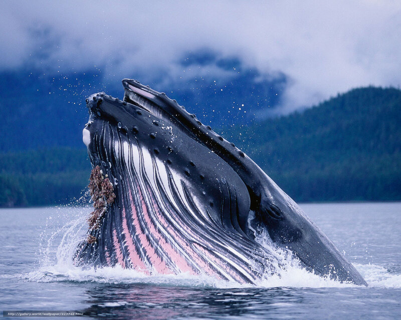 Humpback Whale Breaching — Blue, Dramatic, Photograph, Ocean, Mountain