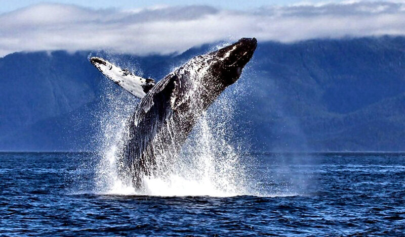 Humpback Whale Breaching — Blue, Dramatic, Photograph, Ocean, Mountains, Clouds