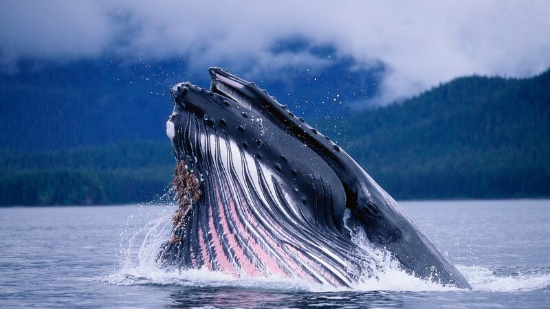Humpback Whale Breaching — Blue, Dramatic, Photograph, Ocean, Mountains