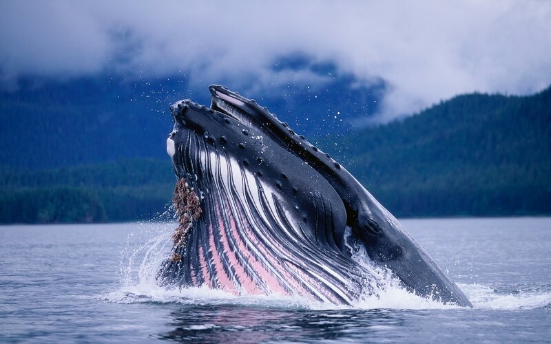 Humpback Whale Breaching — Blue, Dramatic, Photograph, Ocean, Mountains, Trees