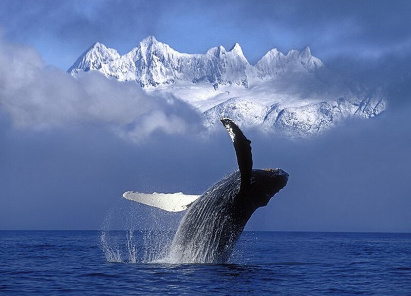 Humpback Whale Breaching — Blue, Dramatic, Photograph, Ocean, Snow-capped Mountains