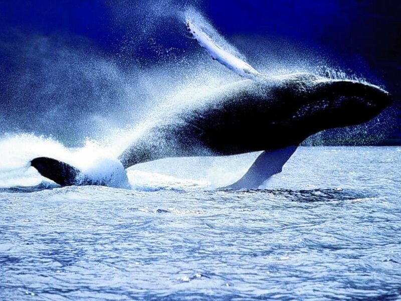 Humpback Whale Breaching — Blue, Dramatic, Photograph, Ocean, Splash
