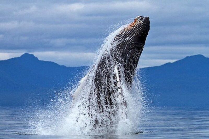 Humpback Whale Breaching — Blue, Dramatic, Photograph