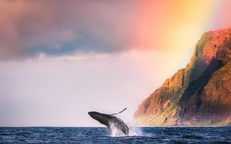 Humpback Whale Breaching — Blue, Dramatic, Sunset, Photograph
