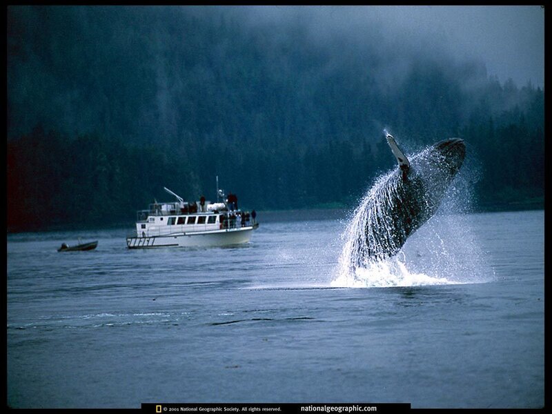Humpback Whale Breaching — Blue, Dramatic