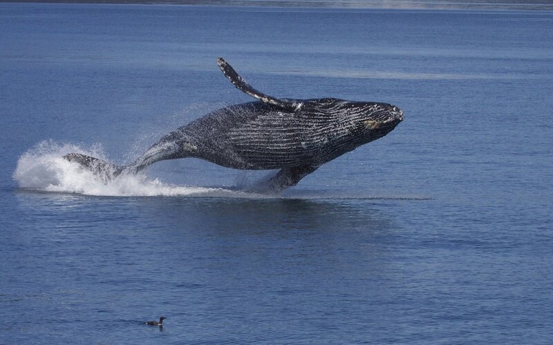 Humpback Whale Breaching — Blue, Dynamic, Afternoon, Photograph, Bird