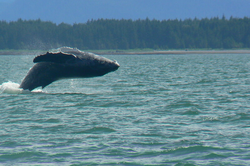 Humpback Whale Breaching — Blue, Dynamic, Afternoon, Photograph, Ocean, Forest