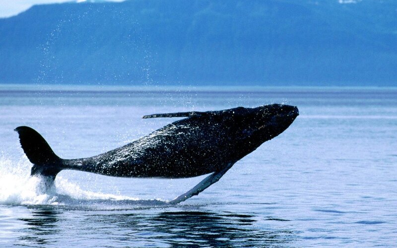 Humpback Whale Breaching — Blue, Dynamic, Afternoon, Photograph, Ocean, Mountain, Splash