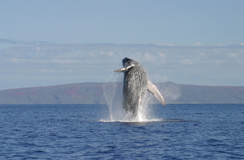 Humpback Whale Breaching — Blue, Dynamic, Afternoon, Photograph, Ocean, Mountain