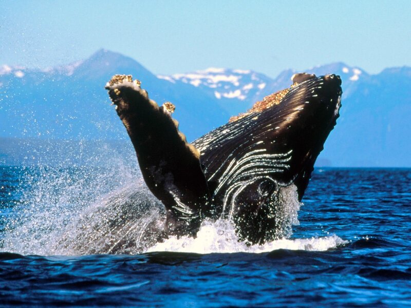Humpback Whale Breaching — Blue, Dynamic, Afternoon, Photograph, Ocean, Mountains, Sky, Black