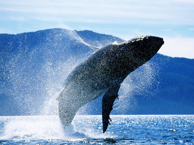 Humpback Whale Breaching — Blue, Dynamic, Afternoon, Photograph, Ocean, Mountains, Sky, White, Black