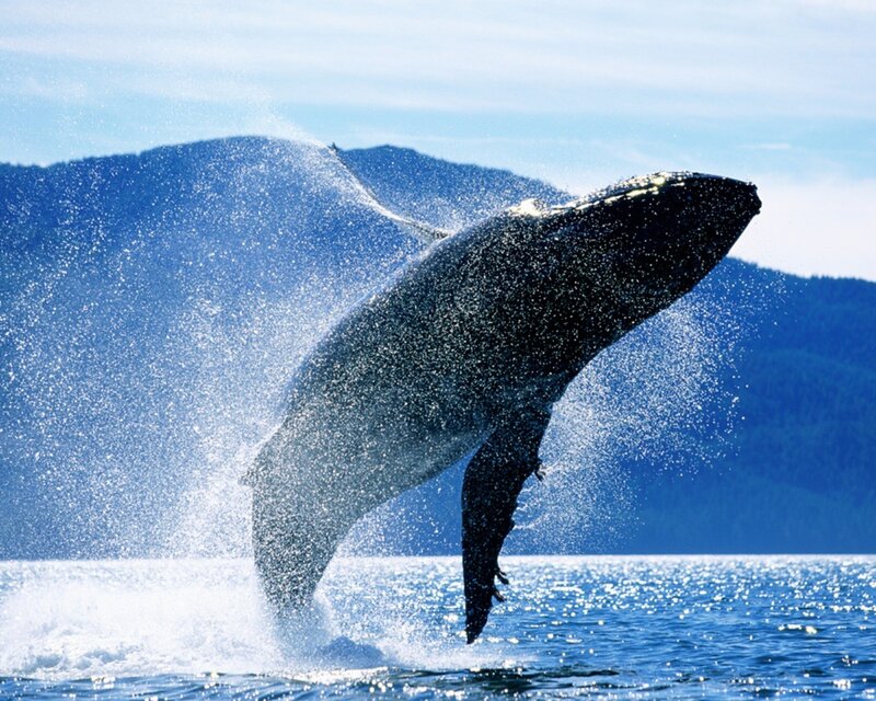 Humpback Whale Breaching — Blue, Dynamic, Afternoon, Photograph, Ocean, Mountains