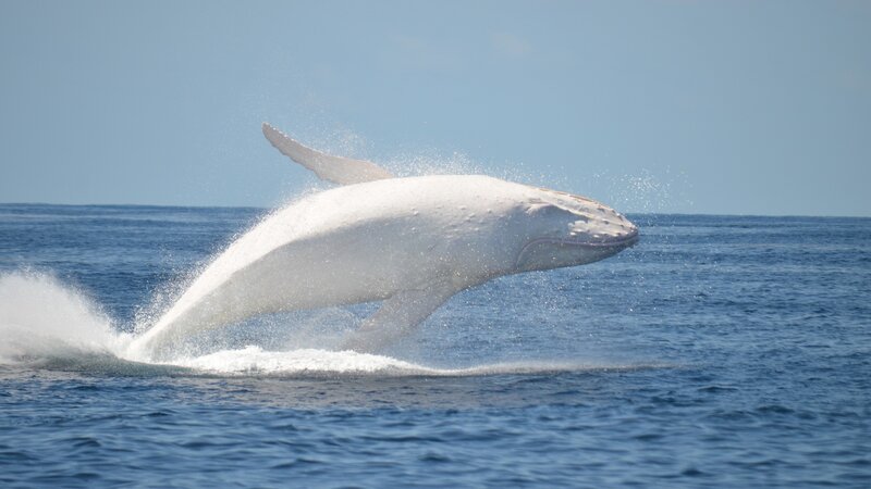 Humpback Whale Breaching — Blue, Dynamic, Afternoon, Photograph, Ocean, Sky, Splash