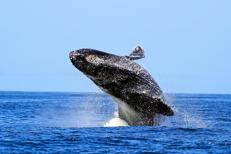 Humpback Whale Breaching — Blue, Dynamic, Afternoon, Photograph, Ocean, Sky, Splashing Water, Black