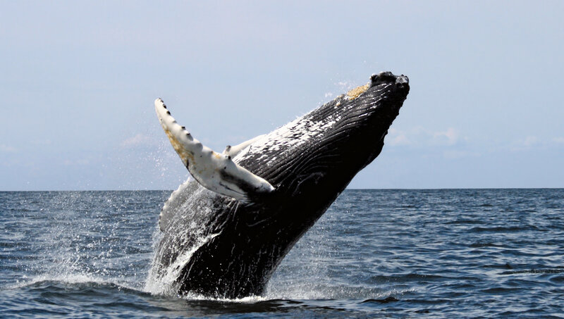 Humpback Whale Breaching — Blue, Dynamic, Afternoon, Photograph, Ocean, Sky, Splashing Water