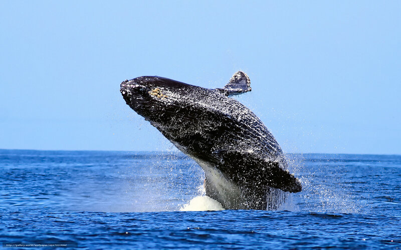 Humpback Whale Breaching — Blue, Dynamic, Afternoon, Photograph, Ocean, Sky