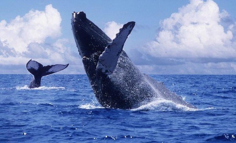 Humpback Whale Breaching — Blue, Dynamic, Afternoon, Photograph, Ocean