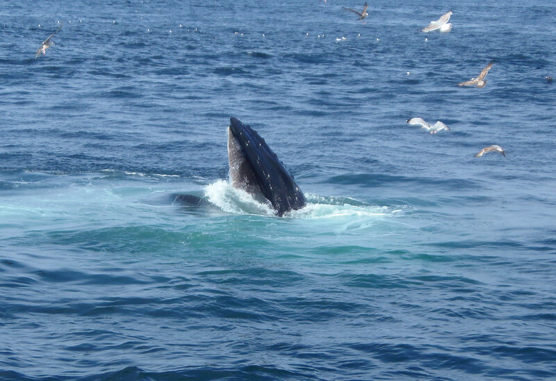 Humpback Whale Breaching — Blue, Dynamic, Afternoon, Photograph, Seagulls