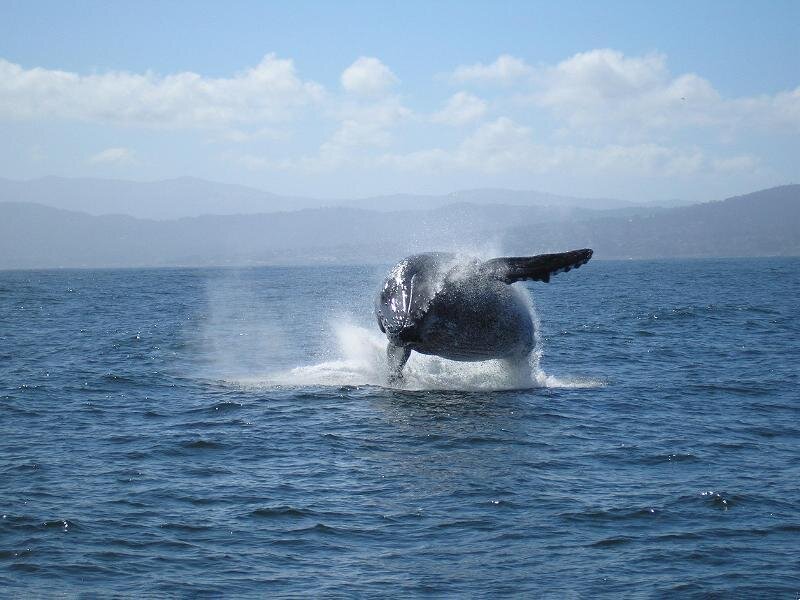 Humpback Whale Breaching — Blue, Dynamic, Afternoon, Photograph