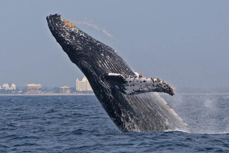 Humpback Whale Breaching — Blue, Dynamic, Afternoon
