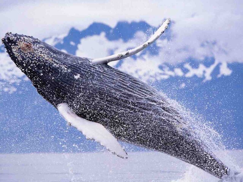 Humpback Whale Breaching — Blue, Dynamic, Photograph, Ocean