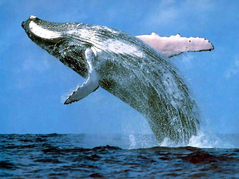 Humpback Whale Breaching — Blue, Dynamic, Photograph