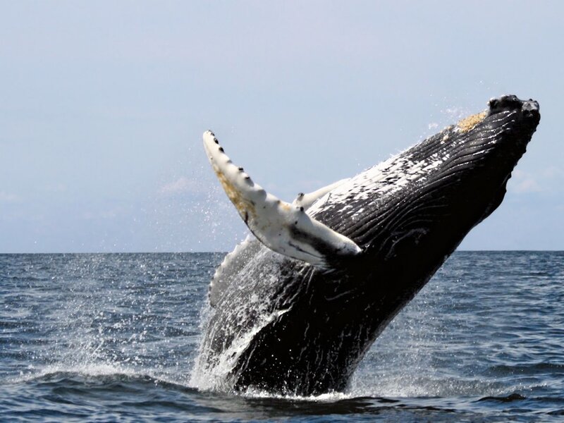 Humpback Whale Breaching — Blue, Dynamic