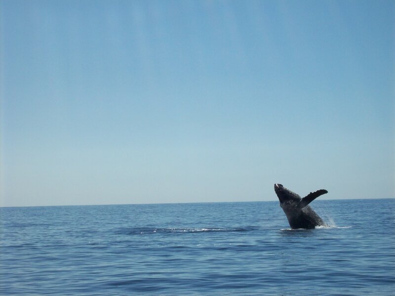 Humpback Whale Breaching — Blue, Serene, Afternoon