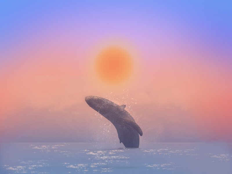 Humpback Whale Breaching — Blue, Serene, Sunset
