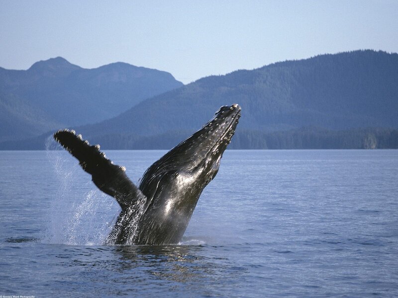 Humpback Whale Breaching — Blue, Serene