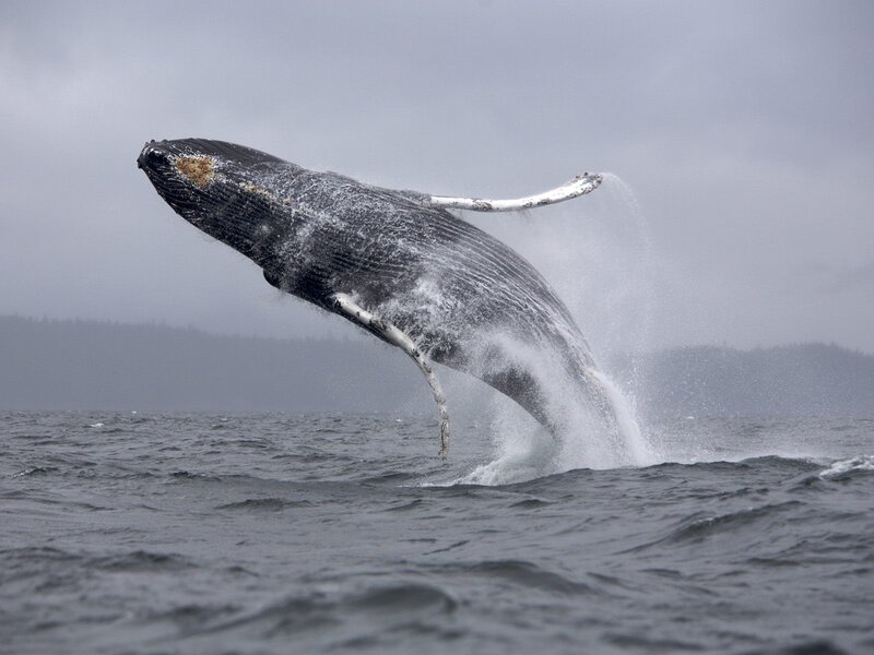 Humpback Whale Breaching — Dramatic