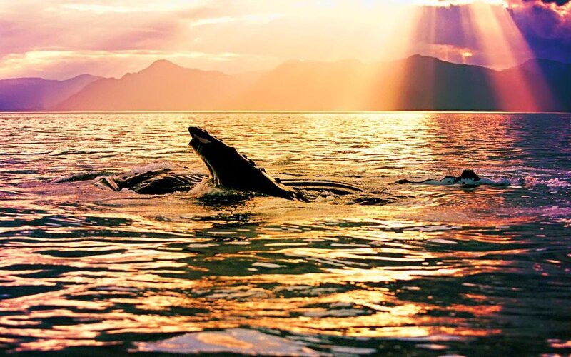 Humpback Whale Breaching — Gold