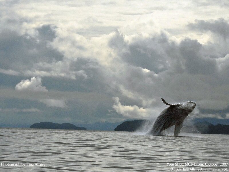 Humpback Whale Breaching — Gray, Dramatic, Photograph, Ocean, Clouds