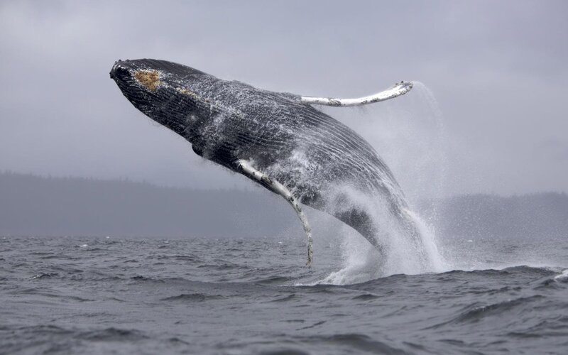 Humpback Whale Breaching — Gray, Dramatic, Photograph, Ocean, Sky