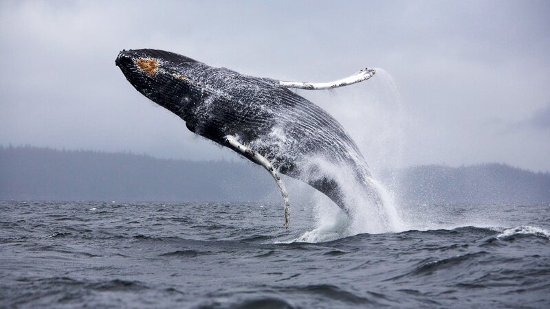 Humpback Whale Breaching — Gray, Dramatic, Photograph, Ocean, Sky, Trees, Blue