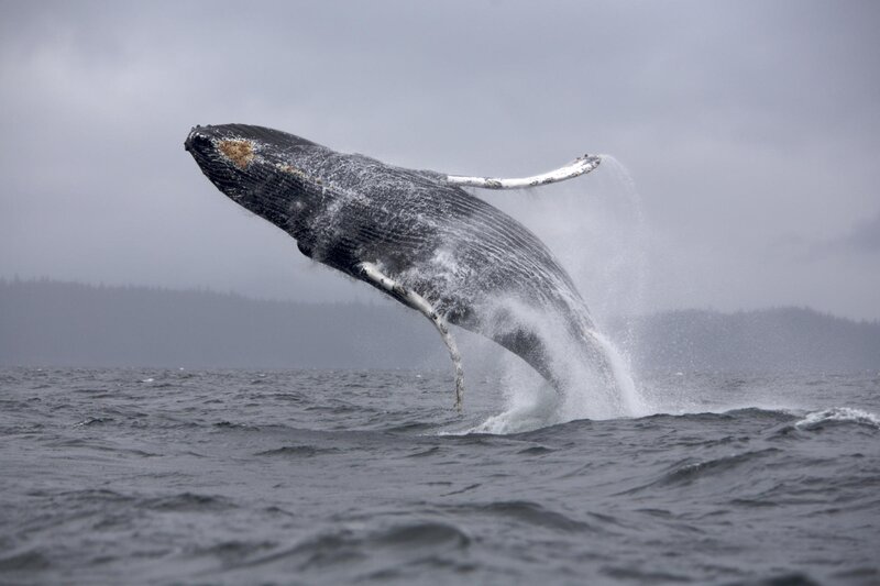 Humpback Whale Breaching — Gray, Dramatic, Photograph, Ocean