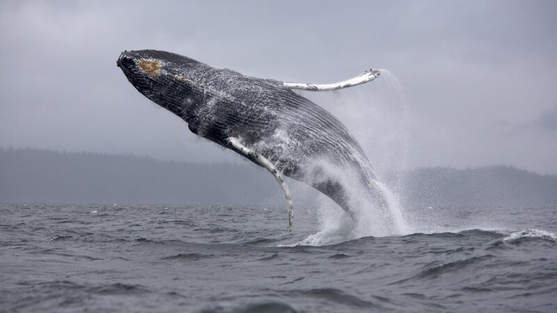 Humpback Whale Breaching — Gray, Dramatic, Photograph