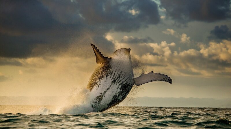 Humpback Whale Breaching — Gray, Dramatic, Sunset, Photograph