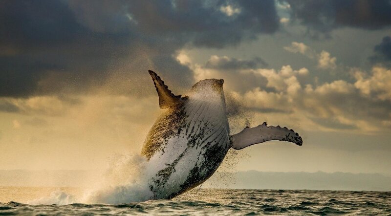 Humpback Whale Breaching — Gray, Dramatic, Sunset